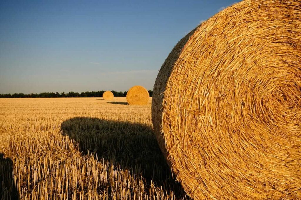 paddy bale 1