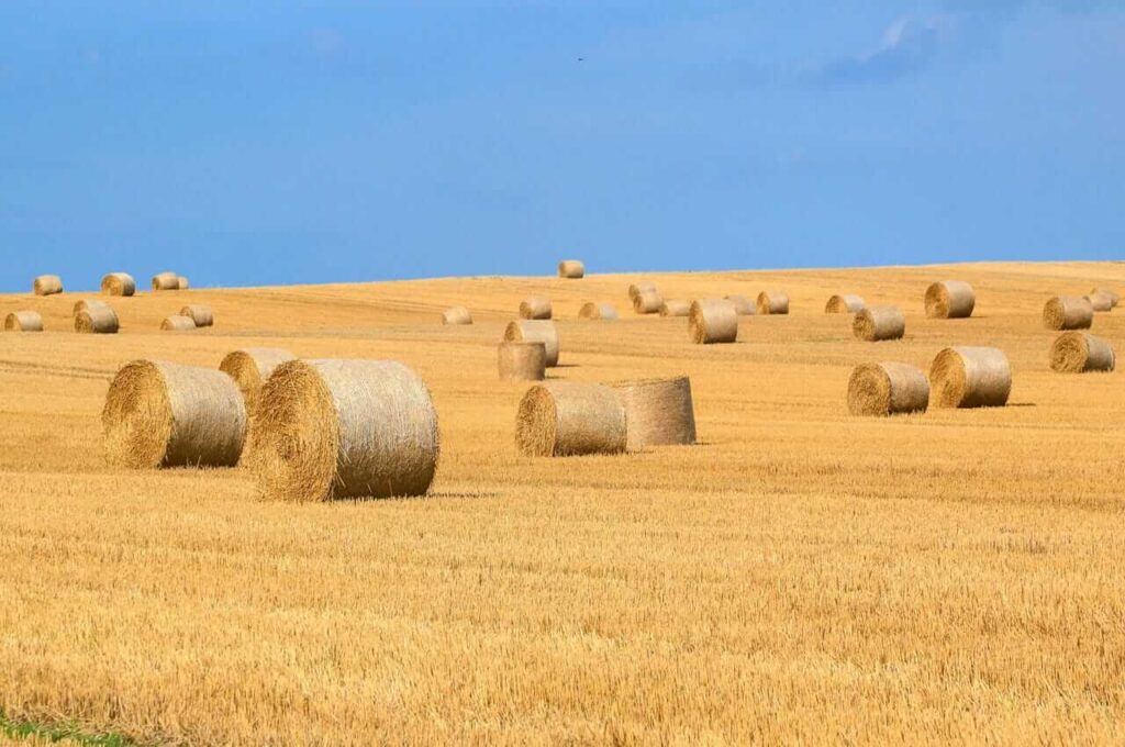 paddy bale 2