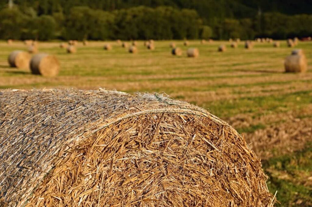 paddy bale 4