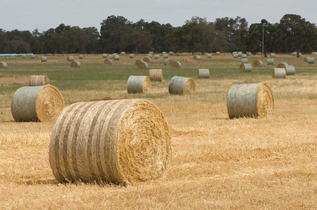 paddy bale 5
